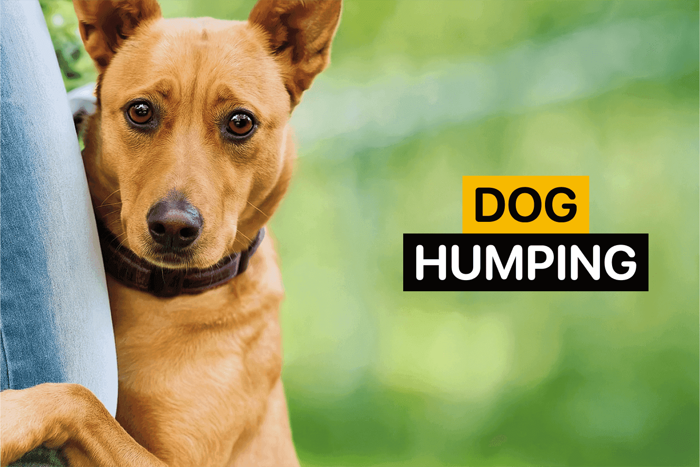 Dog Humping