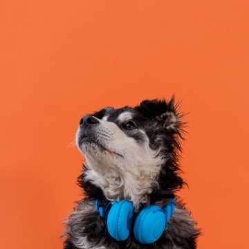 songs for dog lovers