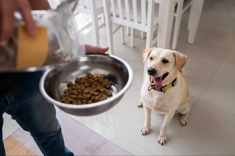dog keeps asking for food