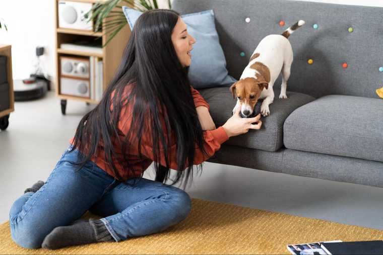 juegos de estimulacion mental perros
