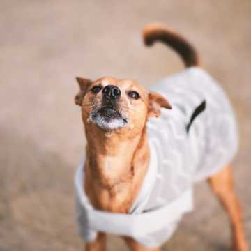 calming an anxious dog