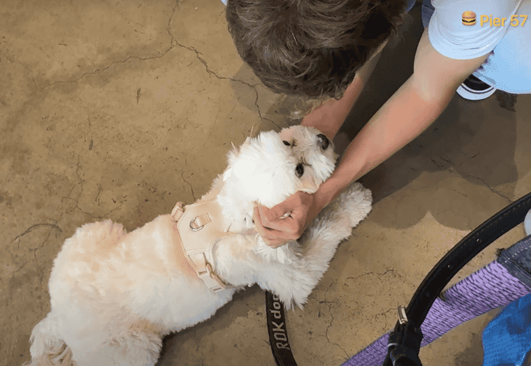 pet friendly nyc