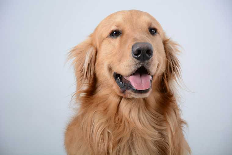 training golden retriever puppies