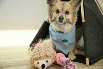 como quitar el miedo a los ruidos a un perro