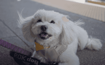 dog friendly places in new york