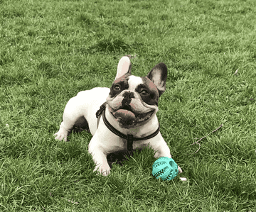 how to train your french bulldog