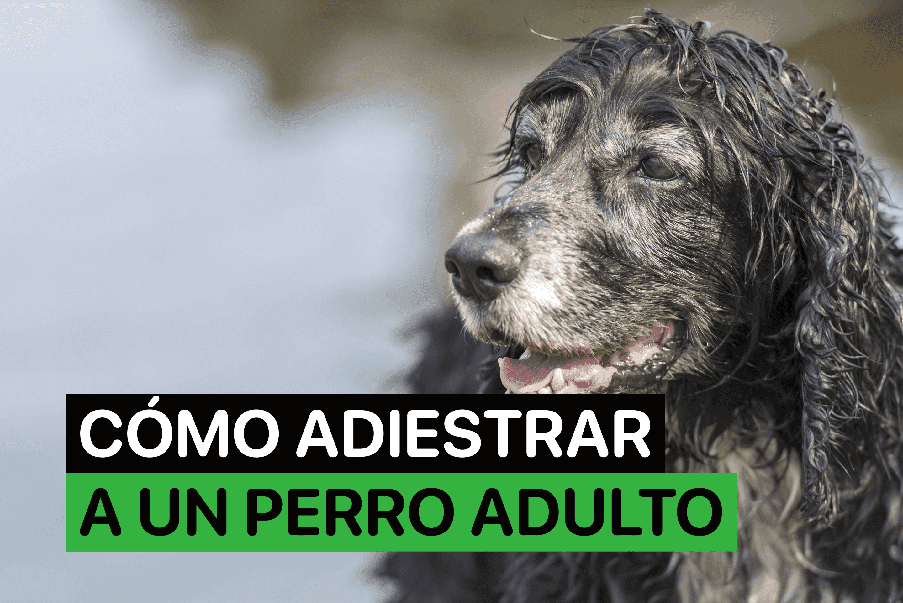 como adiestrar a un perro adulto