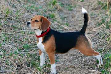 lenguaje de un perro