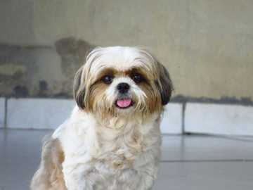 small dog breeds that are hypoallergenic