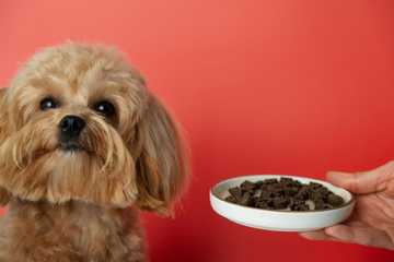 how to keep your dog cool in the heat
