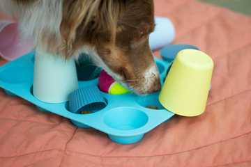 juguetes mentales para perros