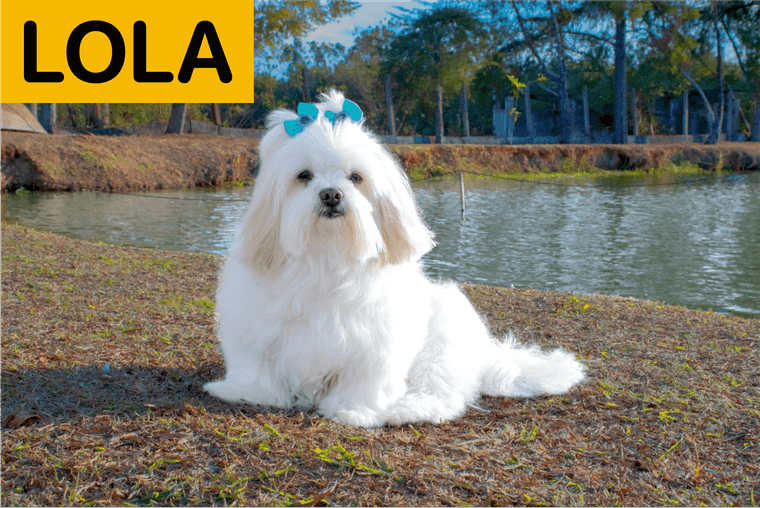 nombres de perros hembras