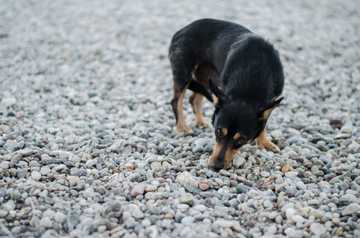 que es la reactividad en los perros