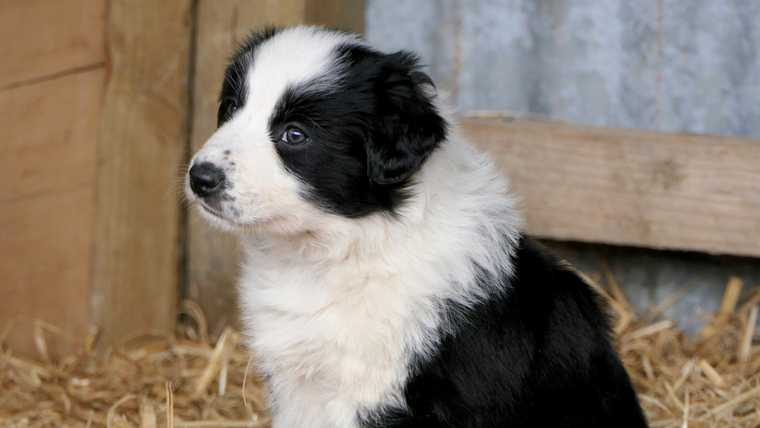 how to teach a dog their name