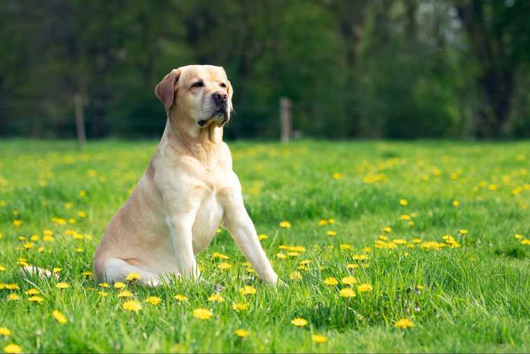 top girl names for dogs