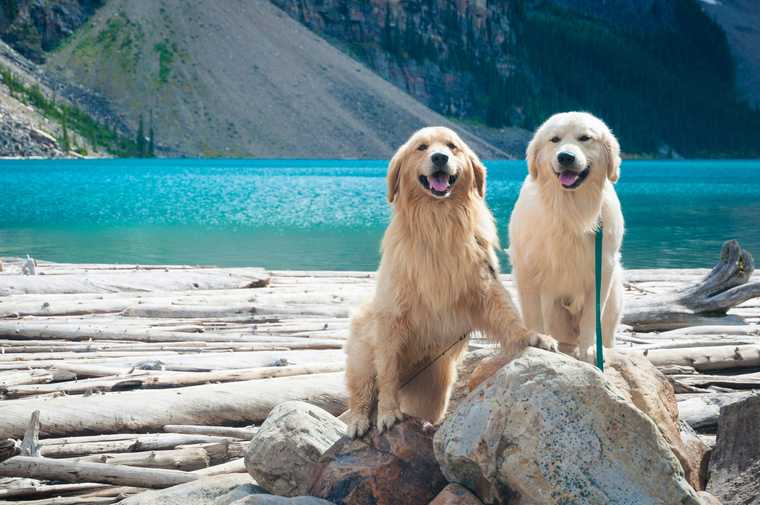 how much exercise do golden retrievers need
