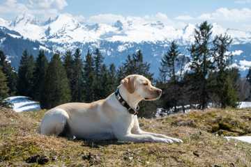 how to train your dog as an emotional support animal