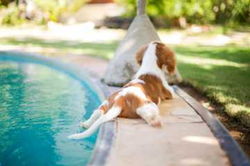 cool down your dog
