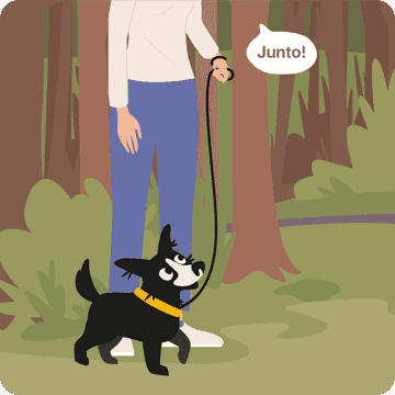 señales de los perros significado