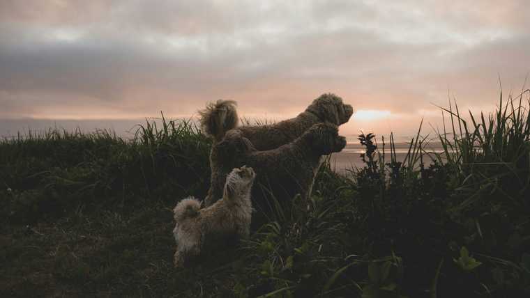 por que un perro aulla