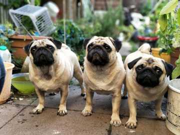 training your dog to be an emotional support animal