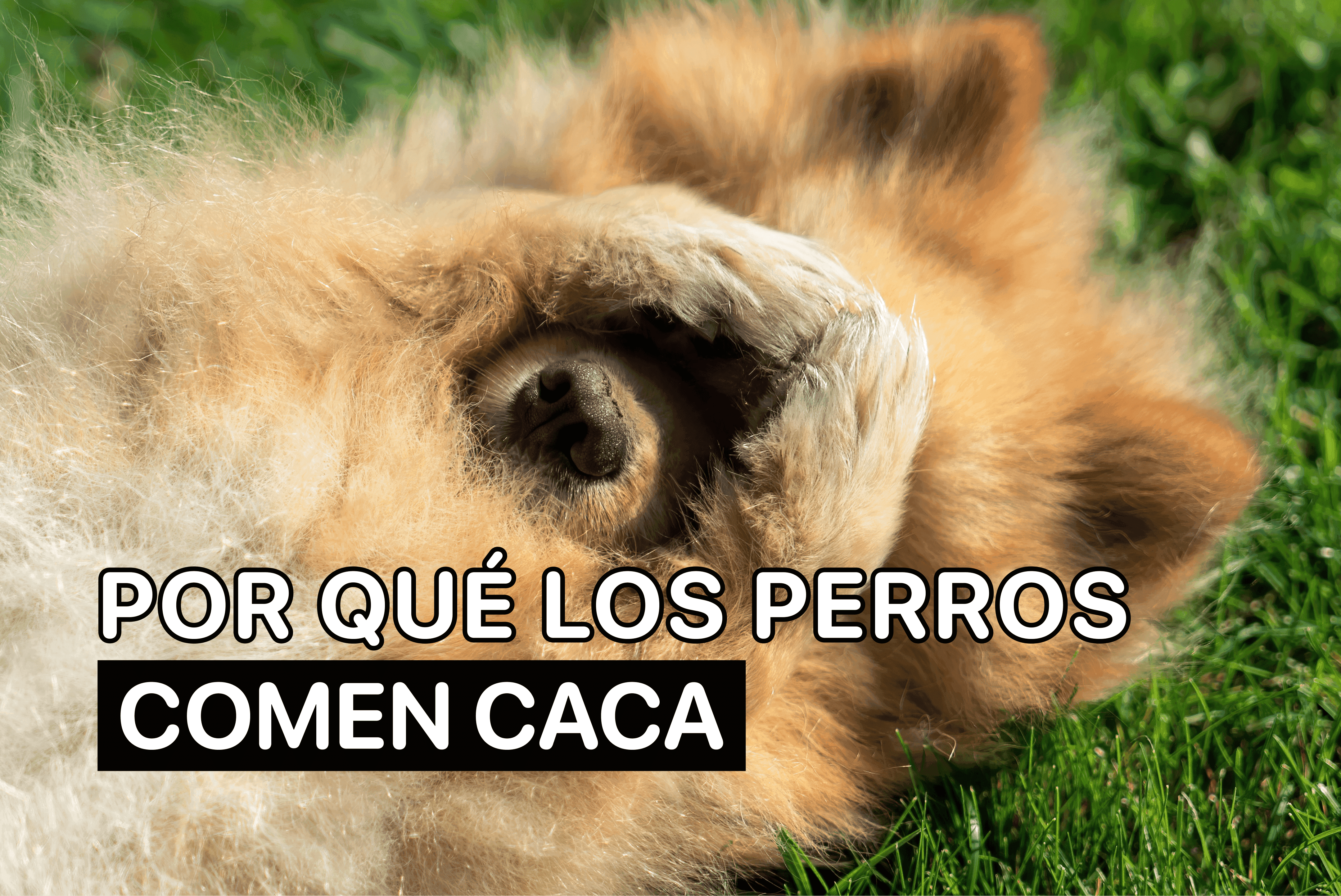 por que los perros se comen su caca