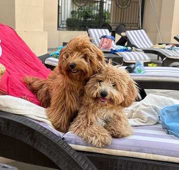 how to potty train a maltipoo