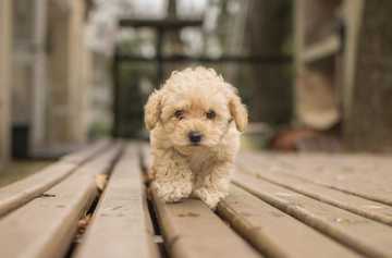 how to train a maltipoo puppy