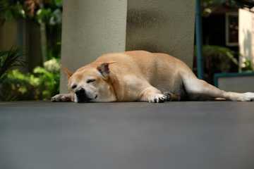 formas de dormir perro