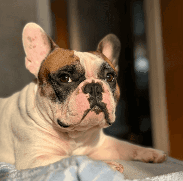 french bulldog energy level