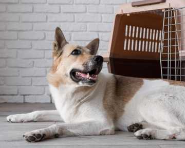how to get puppy to poop outside