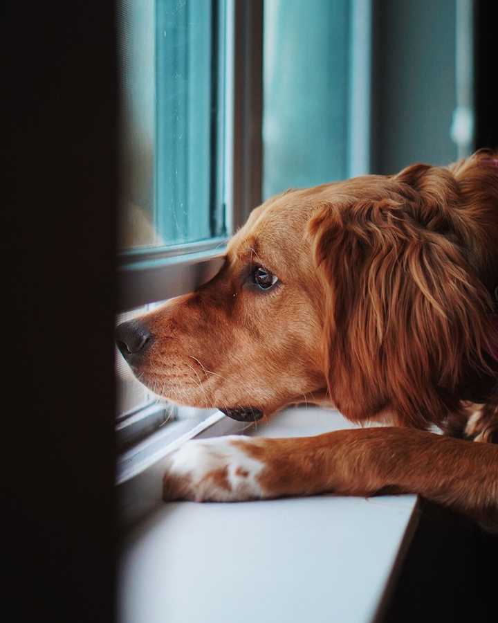 Leaving Dog Home Alone Without Guilt - Woofz's Guide