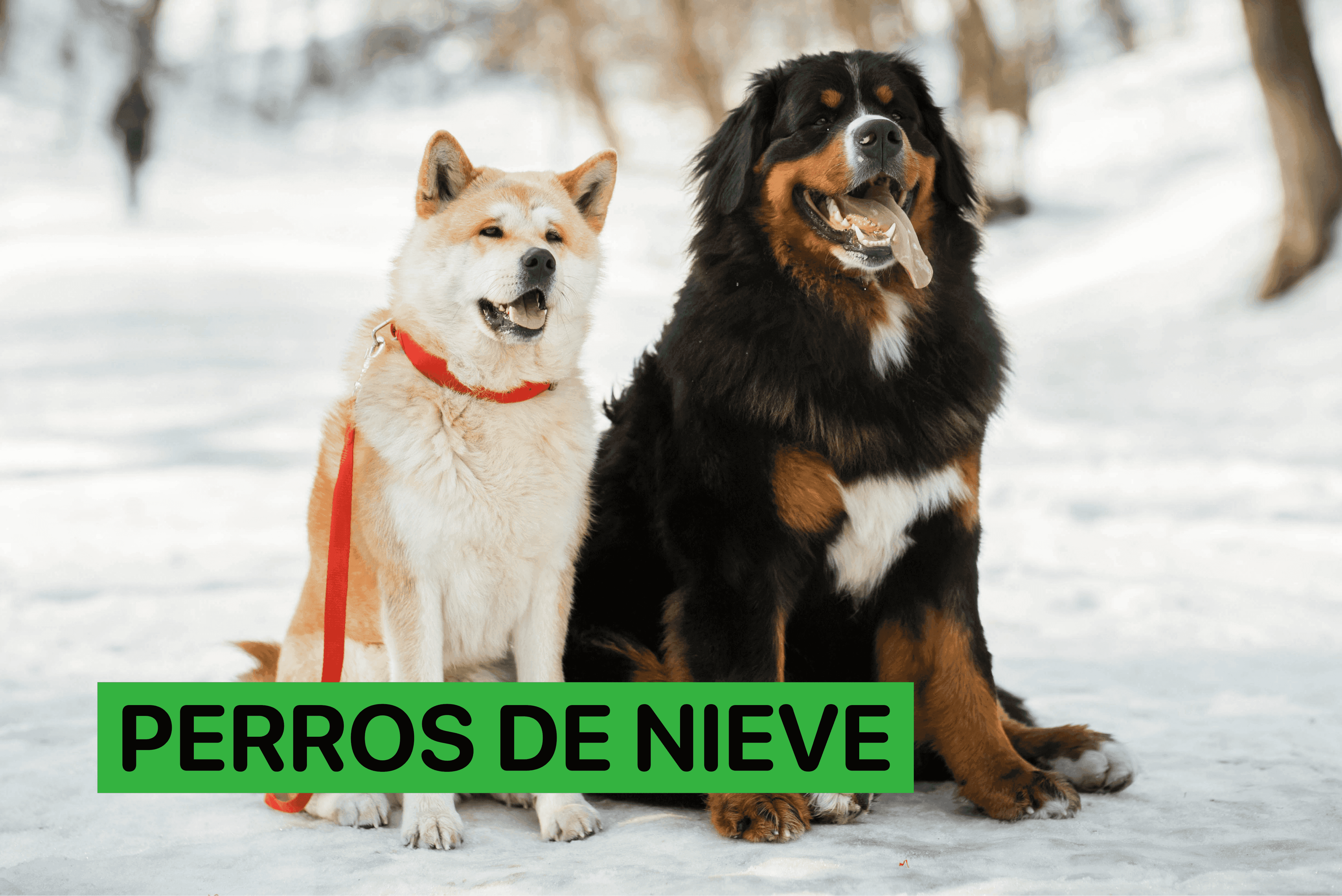 perros de nieve