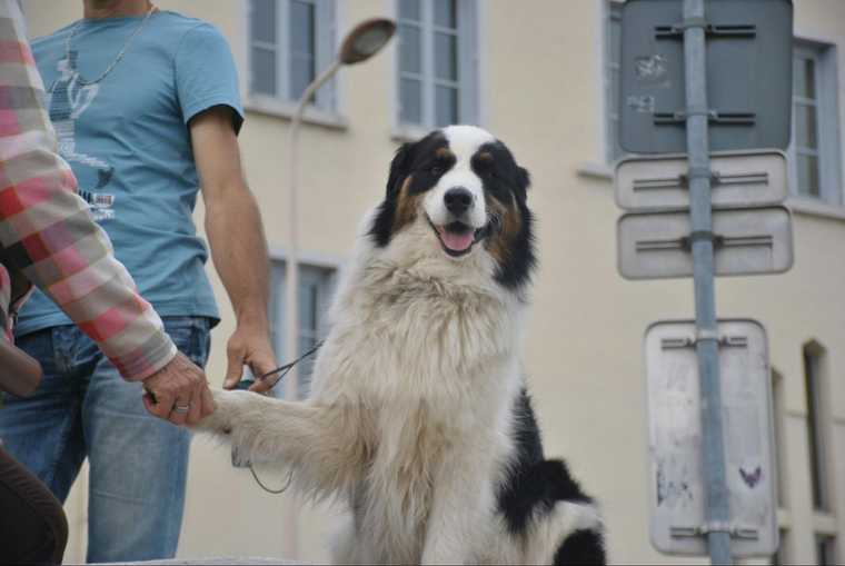 como enseñar a tu perro a dar la pata