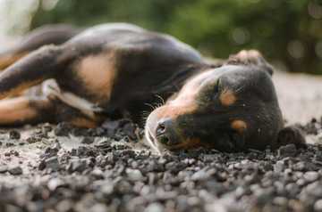 perro duerme de lado