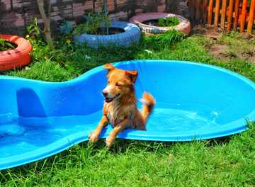 what temperature is too hot for a dog in a house