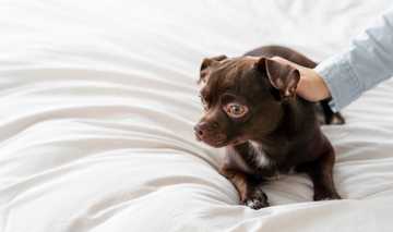 puppy fearful stage