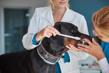 dog health check