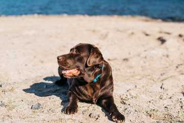 dehydration in puppies