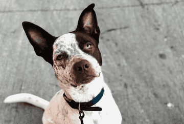 how to train a blue heeler not to bark