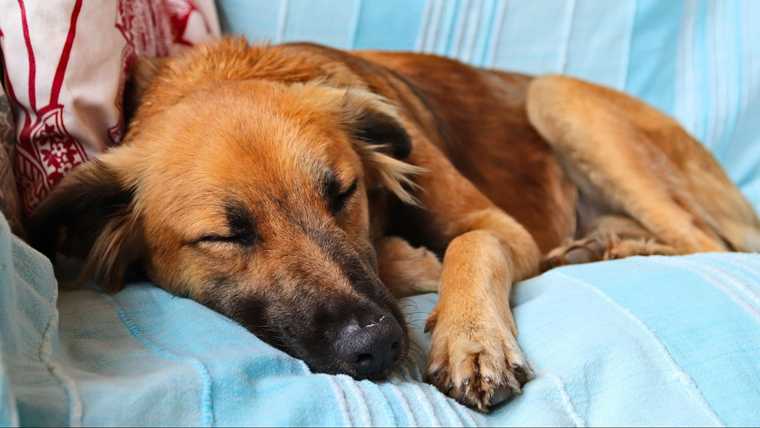 mi perro ronca durmiendo
