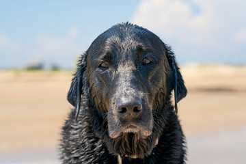 signs a dog is too hot