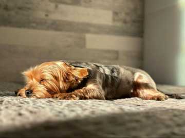posturas perros dormir