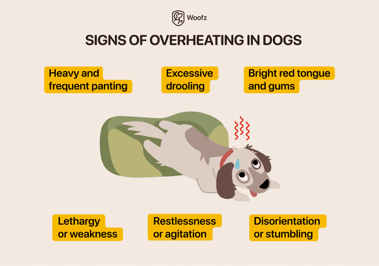 signs of overheating in dogs