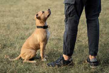 easy dog tricks