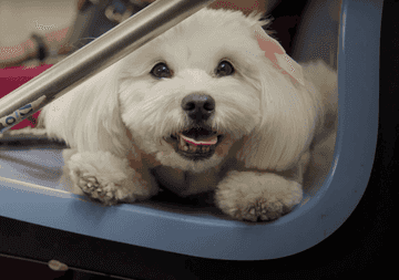 dog nyc subway