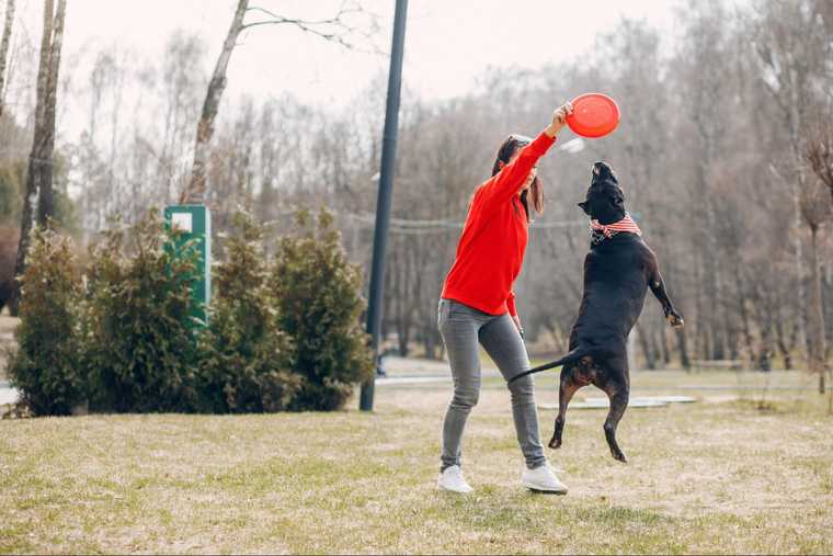 ejercicios mentales para perros