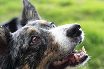 home remedy for dog bad breath