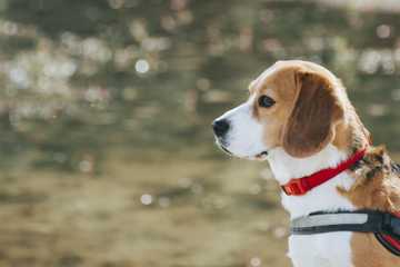 cuantas veces sacar al perro