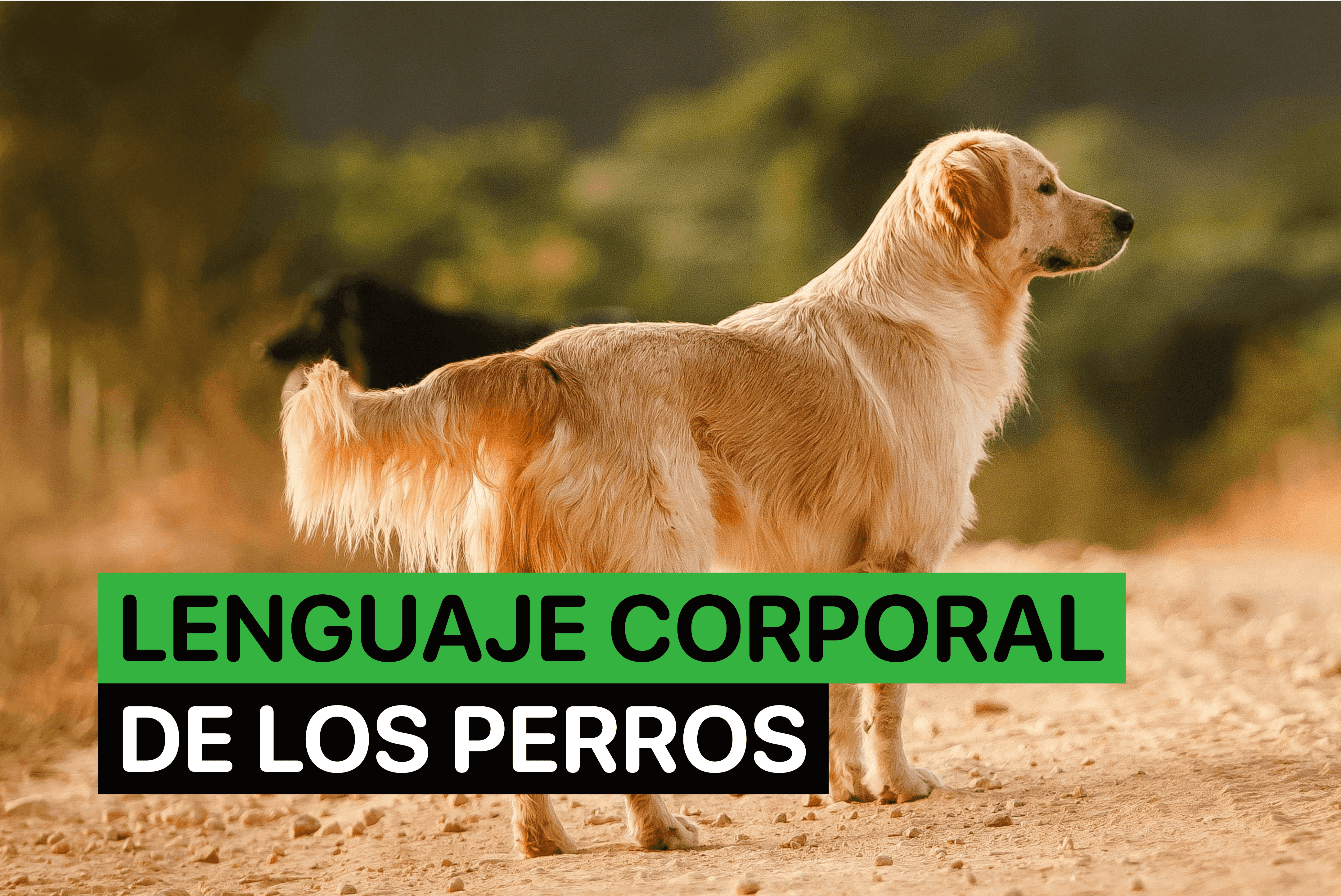 lenguaje corporal perros